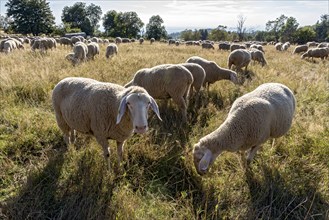 Domestic sheep (Ovis gmelini aries), herd, grazing on pasture, dry grass, backlight, summit