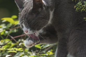 Felidae (Felis catus) licking its paw, Mecklenburg-Western Pomerania, Germany, Europe