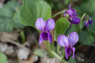 Fragrant violet (Viola odorata) Bavaria, Germany, Europe