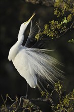 Great White Egret (Ardea alba, Casmerodius albus, Egretta alba) during plumage care, Everglades