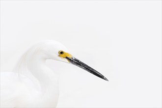 Snowy egret (Egretta thula), portrait, Florida, USA, North America