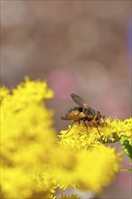 Hedgehog fly (Tachina fera), collecting nectar from a yellow flower of Solidago canadensis