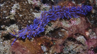 Underwater photo of thread snail blue dragon (Pteraeolidia semperi) carnivorous nudibranch