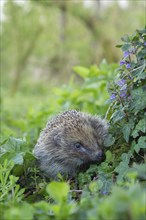 European hedgehog (Erinaceus europaeus) adult animal in a springtime woodland, England, United