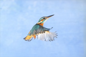 Common kingfisher (Alcedo atthis) flying over a lake, wildife, Catalonia, Spain, Europe