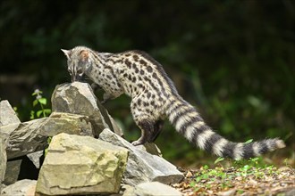 Common genet (Genetta genetta), wildlife in a forest, Montseny National Park, Catalonia, Spain,