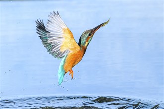 Common kingfisher (Alcedo atthis) flying out of the water after hunting fish, wildife, Catalonia,