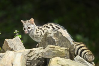 Common genet (Genetta genetta), wildlife in a forest, Montseny National Park, Catalonia, Spain,