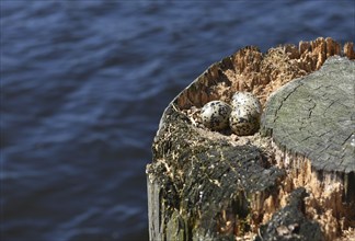 Oystercatcher clutch (Haematopus ostralegus)