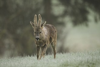 European roe deer (Capreolus capreolus) buck with shaggy winter coat and velvet horns, Allgäu,