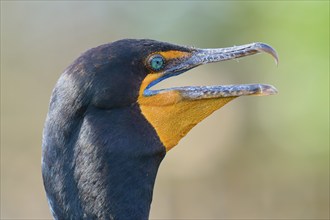 Double-crested cormorant (Phalacrocorax auritus), portrait, in spring, Wakodahatchee Wetlands,