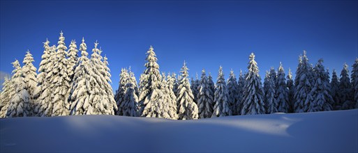 Panorama, snow-covered winter landscape in the evening light, snow-covered spruces and sparkling