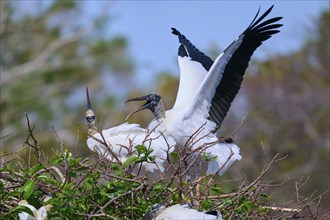 Wood Stork (Mycteria americana), with spread wings perches on a nest made of branches in a natural