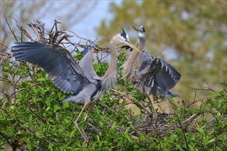 Two Great blue heron (Ardea herodias), with outstretched wings perched on branches surrounded by