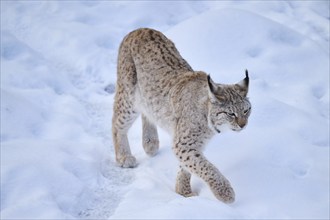 Eurasian lynx (Lynx lynx) walking in the snow in winter, Bavaria, Germany, Europe