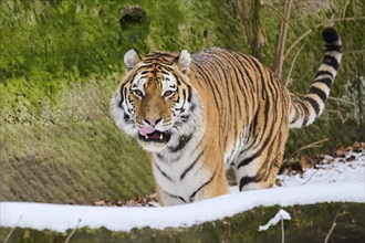 Siberian tiger (Panthera tigris altaica) walking in the snow in winter, captive, Germany, Europe