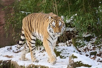 Siberian tiger (Panthera tigris altaica) walking in the snow in winter, captive, Germany, Europe