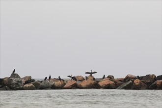 Cormorants, Baltic Sea near Koserow, September, Mecklenburg-Western Pomerania, Germany, Europe