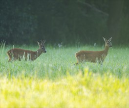 Roe deer (Capreolus capreolus), roebuck and doe standing in a meadow, wildlife, Lower Saxony,