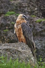 Bearded vulture (Gypaetus barbatus), sitting attentively on a large rock in a natural environment