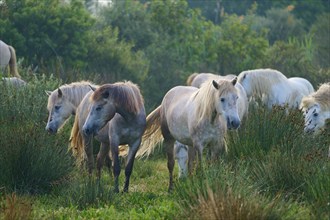 A herd of white Camargue horses grazing peacefully in a green pasture on a summer's day, Camargue,