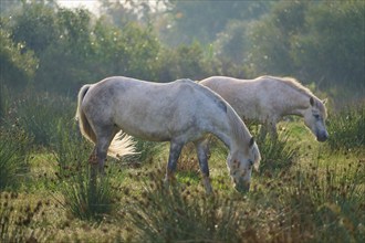 Two white Camargue horses grazing quietly in a green meadow at dusk, surrounded by bushes,