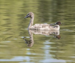 Mute swan (Cygnus olor), young bird swimming on a pond with one leg and foot in resting position,