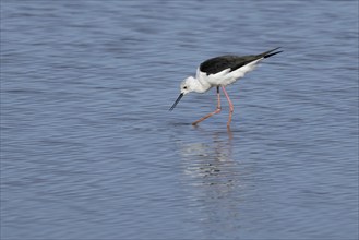 Black winged stilt (Himantopus himantopus) adult wading bird feeding in shallow water, England,