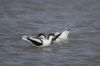 Pied avocet (Recurvirostra avosetta) two adult wading birds in shallow water, England, United