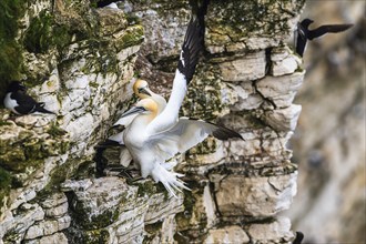 Northern Gannet, Morus bassanus, pair of birds on the cliff, Bempton Cliffs, North Yorkshire,