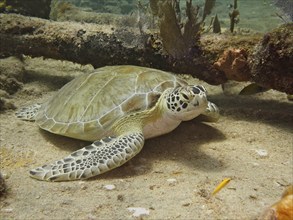 Hawksbill sea turtle (Eretmochelys imbricata imbricata) lying quietly on the sandy bottom next to