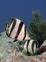 Two specimens of Banded butterflyfish (Chaetodon striatus) swim between corals in the underwater