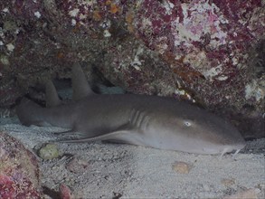 Atlantic nurse shark (Ginglymostoma cirratum) resting in an underwater cave on a sandy bottom. Dive