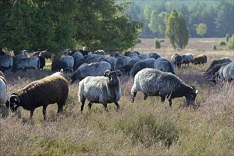 Heidschnucken (Ovis aries), herd in the blooming heathland, Südheide Nature Park, Lüneburg Heath,