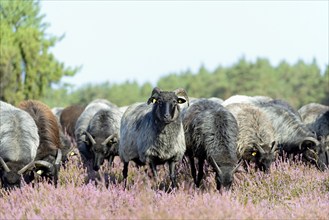 Heidschnucken (Ovis aries), herd in the blooming heathland, Südheide Nature Park, Lüneburg Heath,