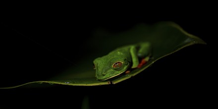 Red-eyed tree frog (Agalychnis callidryas) on a leaf, macro photograph, black background,