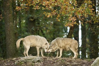 Eastern wolves (Canis lupus lycaon) standing on a little hill, Bavaria, Germany, Europe