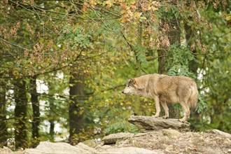 Eastern wolf (Canis lupus lycaon) standing on a little hill, Bavaria, Germany, Europe