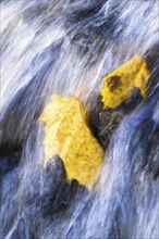 Yellow Maple leaves in a blurry waterfall in autumn