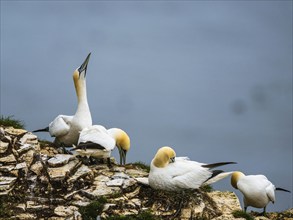 Northern Gannet, Morus bassanus, birds on cliff, Bempton Cliffs, North Yorkshire, England, United