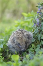 European hedgehog (Erinaceus europaeus) adult animal in a woodland in spring, Suffolk, England,