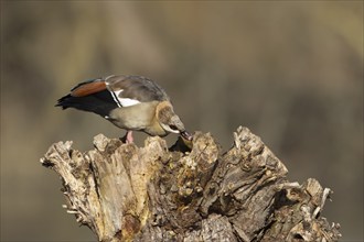 Egyptian goose (Alopochen aegyptiaca) adult bird feeding on a tree stump, Suffolk, England, United