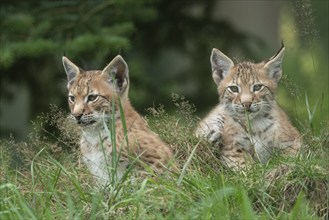 Young lynx (Lynx lynx), Haltern, North Rhine-Westphalia, Germany, Europe