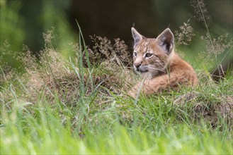 Young lynx (Lynx lynx), Haltern, North Rhine-Westphalia, Germany, Europe