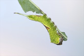 Sallow kitten moth (Furcula furcula), caterpillar, North Rhine-Westphalia, Germany, Europe