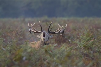 Red deer (Cervus elaphus) adult male stag roaring during the rutting season in autumn, England,