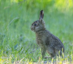 European hare (Lepus europaeus) young animal sitting on a forest path, wildlife, Thuringia,