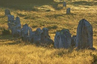 Neolithic menhirs, standing stone row in Carnac with sunrise, Carnac, Quiberon, Morbihan, Brittany,