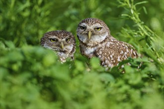 Two burrowing owls (Speotyto cunicularia) sitting together in the meadow, Pembroke Pines, Florida,