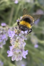 Close-up of bumblebee (Bombus terrestris) sitting on flower sucking nectar, Germany, Europe